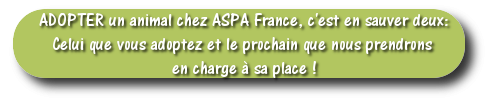 ASPA France adopter un animal